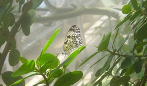 The Butterfly Pavilion